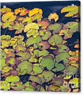 Autumn In The Lily Pond Acrylic Print