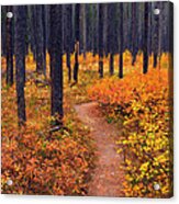 Autumn In Yellowstone Acrylic Print