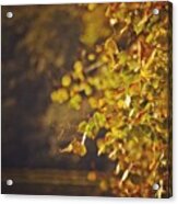 Autumn Is The Most Beautiful Time Of Acrylic Print