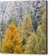 Autumn Larch Forest, Alps Switzerland Acrylic Print