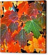 Autumn Leaf Progression Acrylic Print