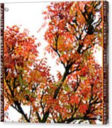 Autumn Leaves 3 Acrylic Print