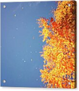Autumn Leaves Flying In The Wind Acrylic Print