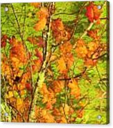 Autumn Leaves Acrylic Print