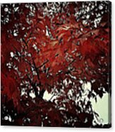 Autumn Leaves Acrylic Print