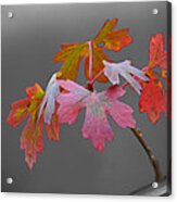 Autumn Leaves Acrylic Print