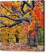 Autumn Memories Acrylic Print