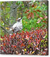 Autumn Mockingbird Acrylic Print