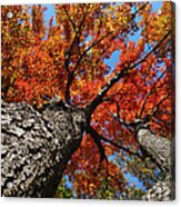 Autumn Maple Trees Acrylic Print