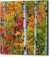 Autumn Palette Acrylic Print