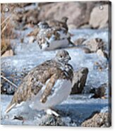 Autumn Plumage White-tailed Ptarmigan Acrylic Print