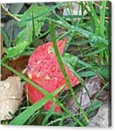 Autumn Raindrops Acrylic Print