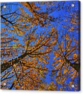 Autumn Sky Acrylic Print