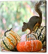 Autumn Still Life With Squirrel Acrylic Print