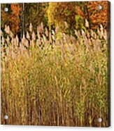 Autumn Sunlight On Marsh Reeds Acrylic Print