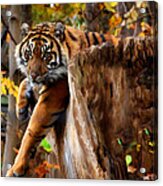 Autumn Tiger Acrylic Print
