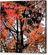 Autumn Tree 2 Acrylic Print