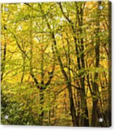 Autumnal Woodland Iii Acrylic Print