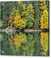 Autumn Forest Reflected In Lake Haute Acrylic Print