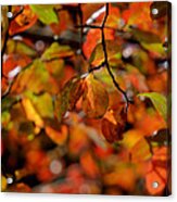 Autumn's Firey Show Acrylic Print