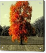 Autumn's Living Tree Acrylic Print