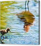 Avocet Chick In Mother's Reflection Acrylic Print
