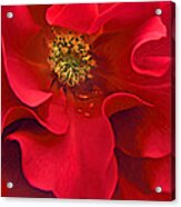 Awakening Red Rose Flower Acrylic Print