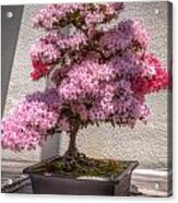 Azalea Bonsai Acrylic Print