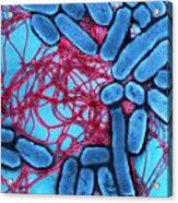 B2201367 - Salmonella Enteritidis Acrylic Print