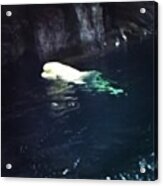 Baby Beluga In The Deep Blue Sea You Acrylic Print