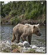 Baby Brown Bear Cub Walking Along Shore Of Funnel Creek Acrylic Print