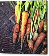 Baby Carrots Freshly Harvested From Acrylic Print