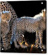 Baby Cheetahs Acrylic Print
