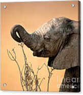 Baby Elephant Reaching For Branch Acrylic Print