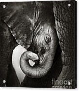 Baby Elephant Seeking Comfort Acrylic Print