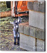 Baby Goat Acrylic Print