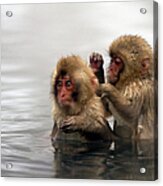 Baby Japanese Macaques Snow Monkeys Acrylic Print
