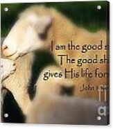 Baby Lamb With Scripture Acrylic Print