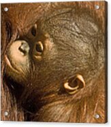 Baby Orangutan 2 Acrylic Print