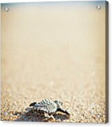 Baby Pacific Green Sea Turtle Heads For Acrylic Print