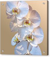Baby White Orchids Acrylic Print