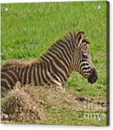 Baby Zebra Resting Acrylic Print