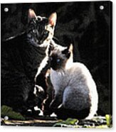 Back Yard Wild Cats Acrylic Print