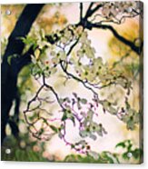 Backlit Blossom Acrylic Print