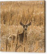 Backlit Deer Acrylic Print
