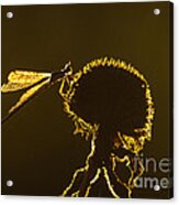 Backlit Dragonfly Acrylic Print