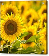 Backlit Sunflower Acrylic Print