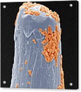 Bacteria On A Pin, Sem Acrylic Print