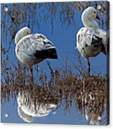 Balancing Act Acrylic Print