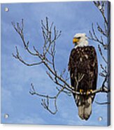 Bald Eagle Acrylic Print